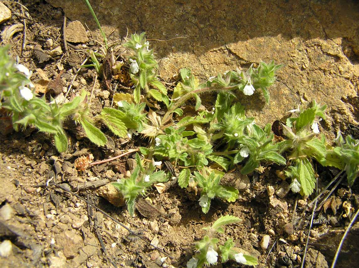Stachys romana (=Sideritis romana) / Stregonia comune